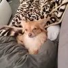 zaen_74