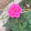 alreem874