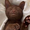 certifiedbrowncat