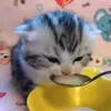 wprjdjrnlg
