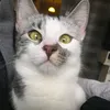 chleocat