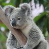 sky_koala123