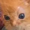 jaballls