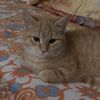 senad963