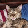 chorizitathecat
