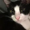 bletycantik