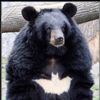 batbear11