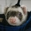 witchyrin