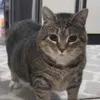 opaquesilver