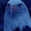 bxijvd