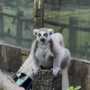 Sở thú vô tri