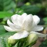 adil_3alibraheme