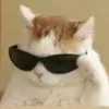 sapiparrgoyy