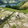 toffeethepug