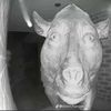 unicornlvr9753