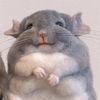 fatchinchilla26