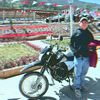 pepe_el_pollo.1