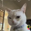 catlov444