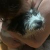 jacktherussellterrier