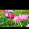 sihampinkeey7
