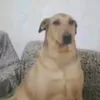 bollepeter_
