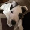 bulldogg82