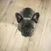 rafaelthefrenchie