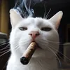 cathnotfound_