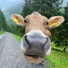 rick_rotiv