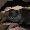 pixiemamma85