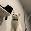 malimeenacat