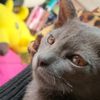 loveyou_cat59