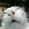 leoacquygd