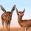 alsahel_11