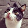 vinamon_