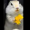 sqirel
