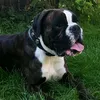 reni.diesel.boxer