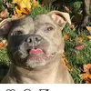 bellaandtoro