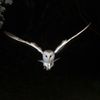 crazynightowl12