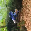 betta.splendens