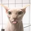 aleclay3
