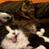 the_pet_trio1