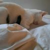 enilekitty