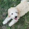 mima.the.dog_