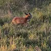 capibaraxpg