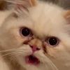 persianpeachcat