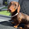 dolly_the_dach