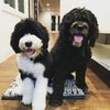 noah_plus_theo