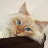 baby miko