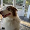 justwanttomakemydogproud